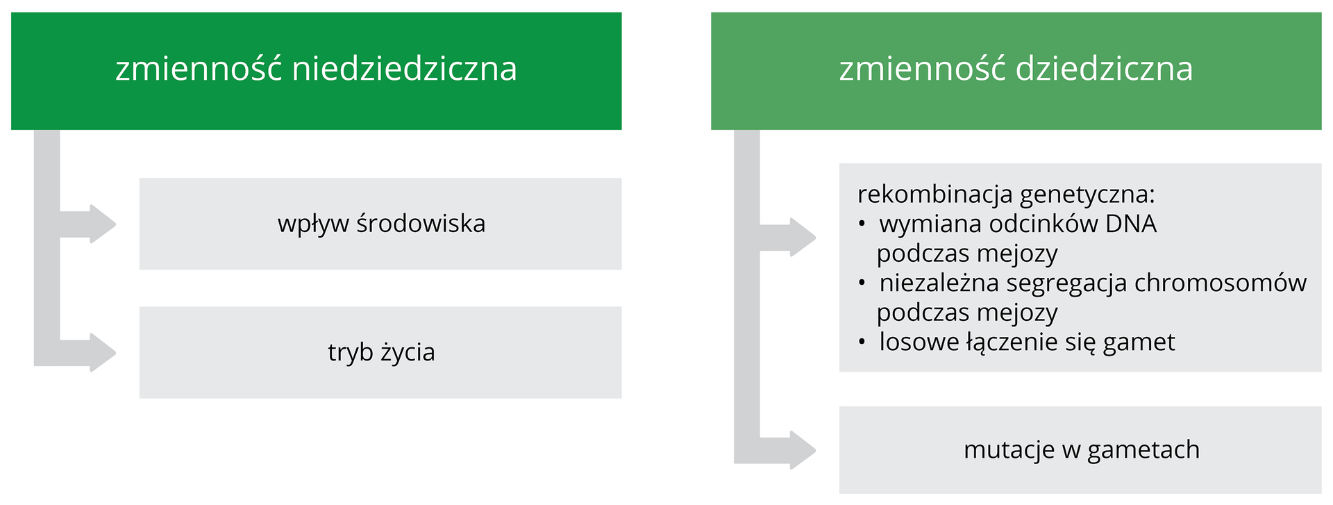 Schemat przedstawia podział czynników, wpływających na zmienność organizmów. Z lewej w zielonym bloku napis zmienność niedziedziczna. Strzałki wskazują 2 szare bloki: wpływ środowiska i tryb życia. Z prawej w zielonym bloku napis: zmienność dziedziczna. Strzałki wskazują 2 szare bloki: rekombinacja genetyczna i mutacje w gametach. Rekombinacja podzielona na 3 składowe: wymiana odcinków DNA podczas mejozy, niezależna segregacja chromosomów podczas mejozy i losowe łączenie się gamet.