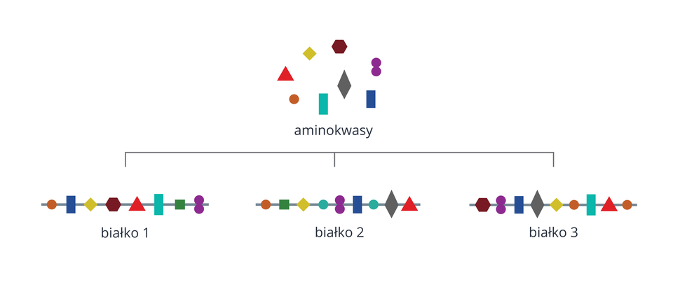 Ilustracja przedstawia zbiór kolorowych figur geometrycznych, obrazujących aminokwasy. Są tu kwadraty, prostokąty, kółka, romby, trójkąty. Poniżej znajdują się trzy łańcuchy białek, ułożone z tych figur. Każdy łańcuch ma inną kolejność aminokwasów, dlatego jest to inne białko.