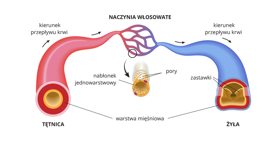 Ilustracja przedstawia schematycznie budowę naczyń krwionośnych. Strzałki wskazują kierunek przepływu krwi. Z lewej duża czerwona tętnica. Jest okrągła na przekroju, ma grubą czerwoną warstwę mięśniową. Wewnątrz wyścielona pomarańczowym nabłonkiem. Ku górze zwęża się i przechodzi w siatkę niewielkich naczyń włosowatych. W środku przekrój przez naczynie: ma cienką ścianę z nabłonka jednowarstwowego, w którym znajdują się pory. Naczynie włosowate przechodzi w niebieską żyłę. Na przekroju po prawej zaznaczono zastawki żylne. Ściana żyły jest miękka, ma cienką warstwę mięśniową.