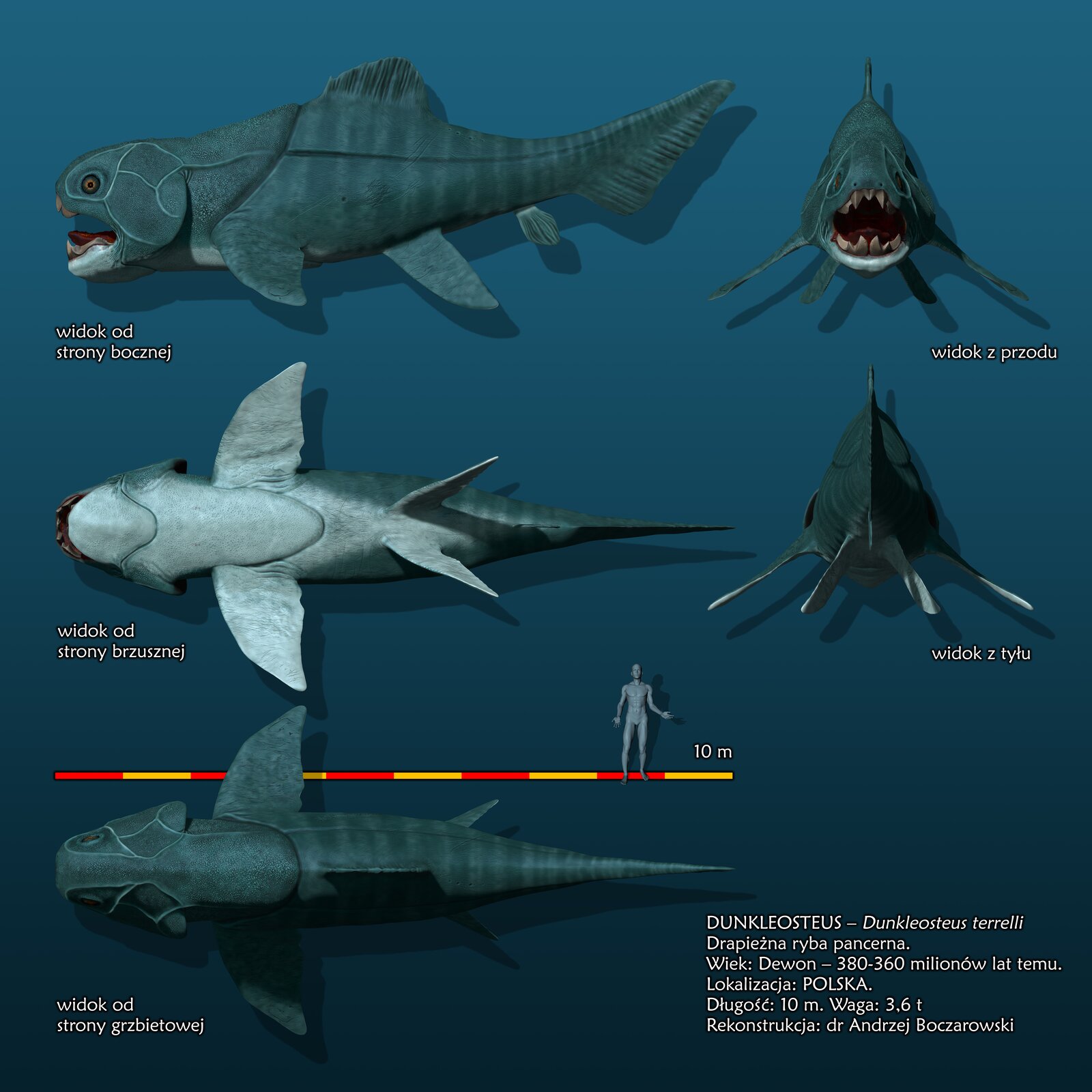 Wymarła ryba – Dunkleosteus. Na górze widać ciało widoczne z boku. Ryba jest szara. Tylna część ciała wąska, a przednia masywna. Głowa pokryta płytami przypominającymi pancerz. Szczęki wyposażone w duże stożkowate zęby. Poniżej widać rybę od spodu. Ciało ma biały kolor. Widać duże płetwy piersiowe przypominające skrzydła. Poniżej jest podziałka liniowa, na której wyznaczono odcinki odpowiadające długości 1 m każdy. Obok podziałki liniowej widać sylwetkę człowieka. Najniżej znajduje się ryba widoczna z góry.