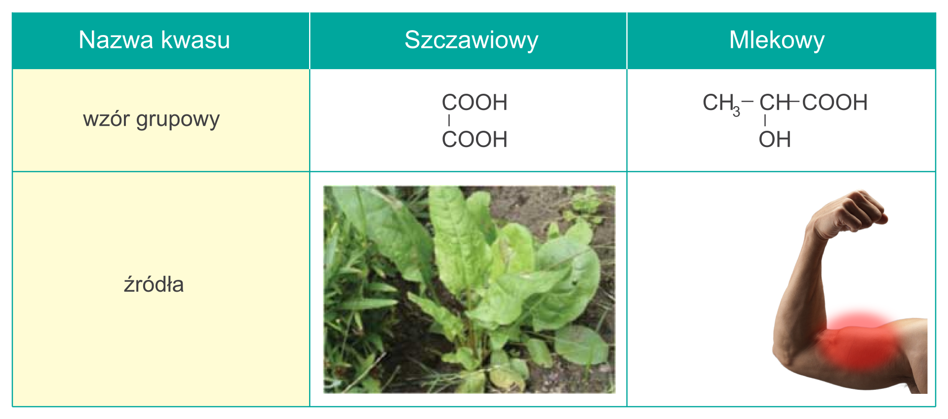 Wzory kwasu szczawiowego i mlekowego
