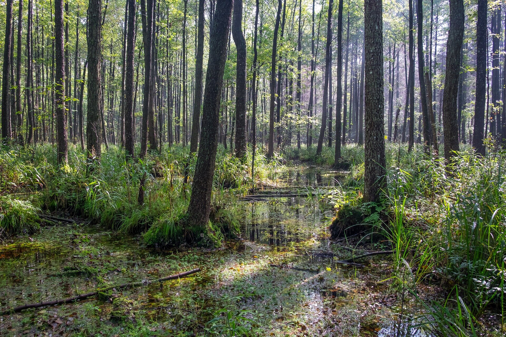Fotografia barwna przedstawiająca tereny podmokłe, gęste puszcze i las.