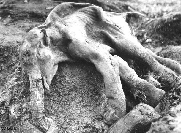 Mamut nazwany Dimą znaleziony w 1977 roku niedaleko Magadan we wschodniej Rosji Mamut nazwany Dimą znaleziony w 1977 roku niedaleko Magadan we wschodniej Rosji Źródło: domena publiczna.