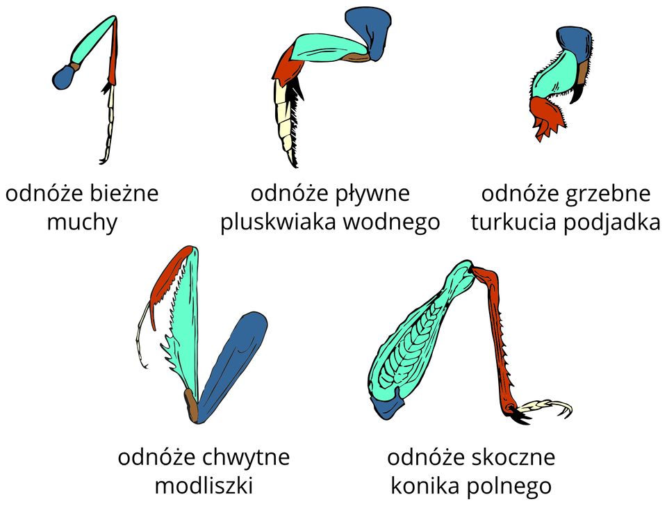 Ilustracja przedstawia pięć schematycznych rysunków typów odnóży u owadów. Odpowiadające sobie części odnóży oznaczono tymi samymi kolorami. Pierwsze z lewej jest to odnóże bieżne muchy. Ma kształt cyfry jeden. Na końcu odnóża są pazurki. Drugie to odnóże pływne pluskwiaka wodnego. Jest spłaszczone, porośnięte włoskami. Po prawej odnóże grzebne turkucia podjadka. Jest krótkie, masywne, rozszerzone u dołu i ząbkowane. Z boku czarny kolec. W dolnym rzędzie z lewej wydłużone, pozaginane odnóże chwytne modliszki. Częściowo rozszerzone, ząbkowane na bokach, na końcu haczykowate. Po prawej odnóże skoczne konika polnego. Jest grube przy tułowiu, wydłużone i zgięte. Na dolnej części ma kilka haczyków.