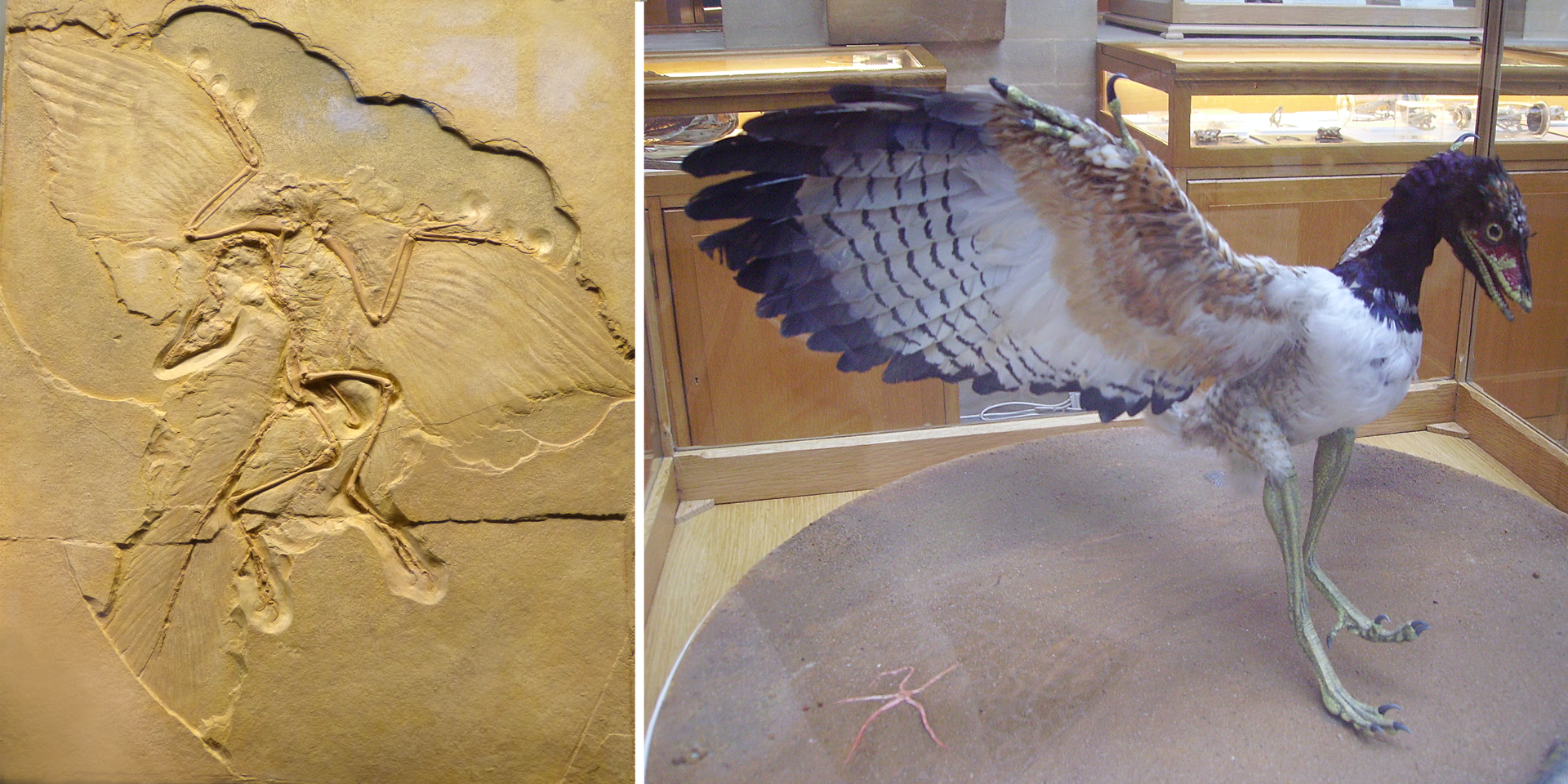 Fotografia przedstawiająca skamielinę Archaeopteryxa oraz wypchany eksponat Archaeopteryxa.