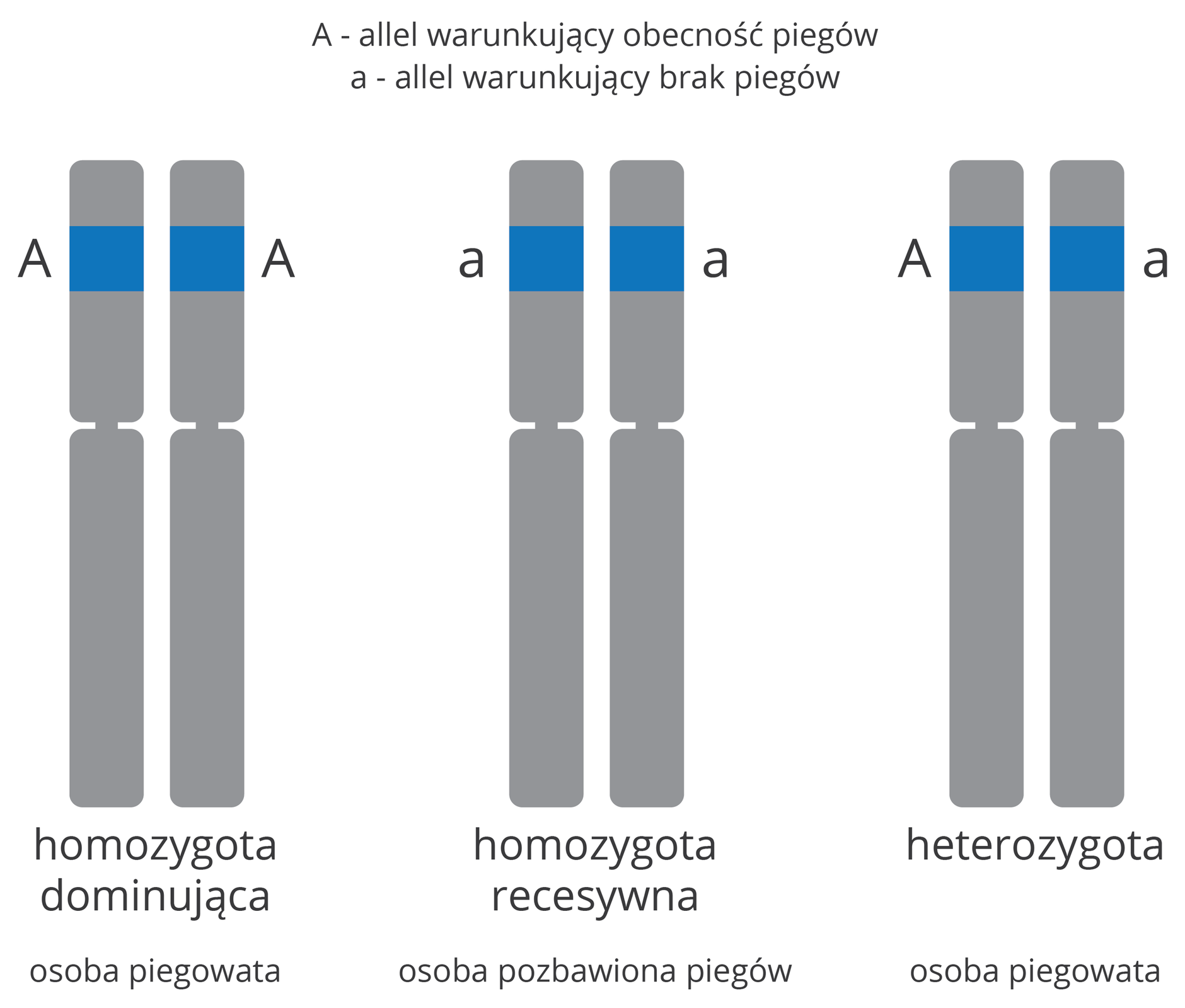 allele