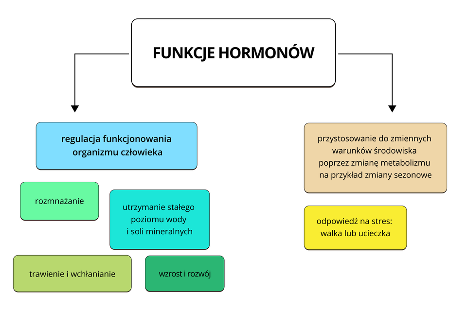 Ilustracja przedstawia schemat blokowy. W kolorowych prostokątach opisano funkcje hormonów. Informuje o tym biały prostokąt na samej górze. Po lewej strzałka w dół prowadzi do turkusowego prostokąta, regulacji funkcjonowania organizmu człowieka. Hormony za to odpowiedzialne działają na: rozmnażanie (mały, niebieskozielony prostokąt), utrzymanie stałego poziomu wody i soli mineralnych (błękitny prostokąt), trawienie i wchłanianie (oliwkowy prostokąt), wzrost i rozwój (zielononiebieski prostokąt). Po prawej strzałka w dół prowadzi do: procesów adaptacyjnych (pomarańczowy prostokąt), odpowiedzi na stres: walka lub ucieczka (żółty prostokąt), przystosowania do zmiennych warunków środowiska poprzez regulację metabolizmu, na przykład zmiany sezonowe (różowy prostokąt).