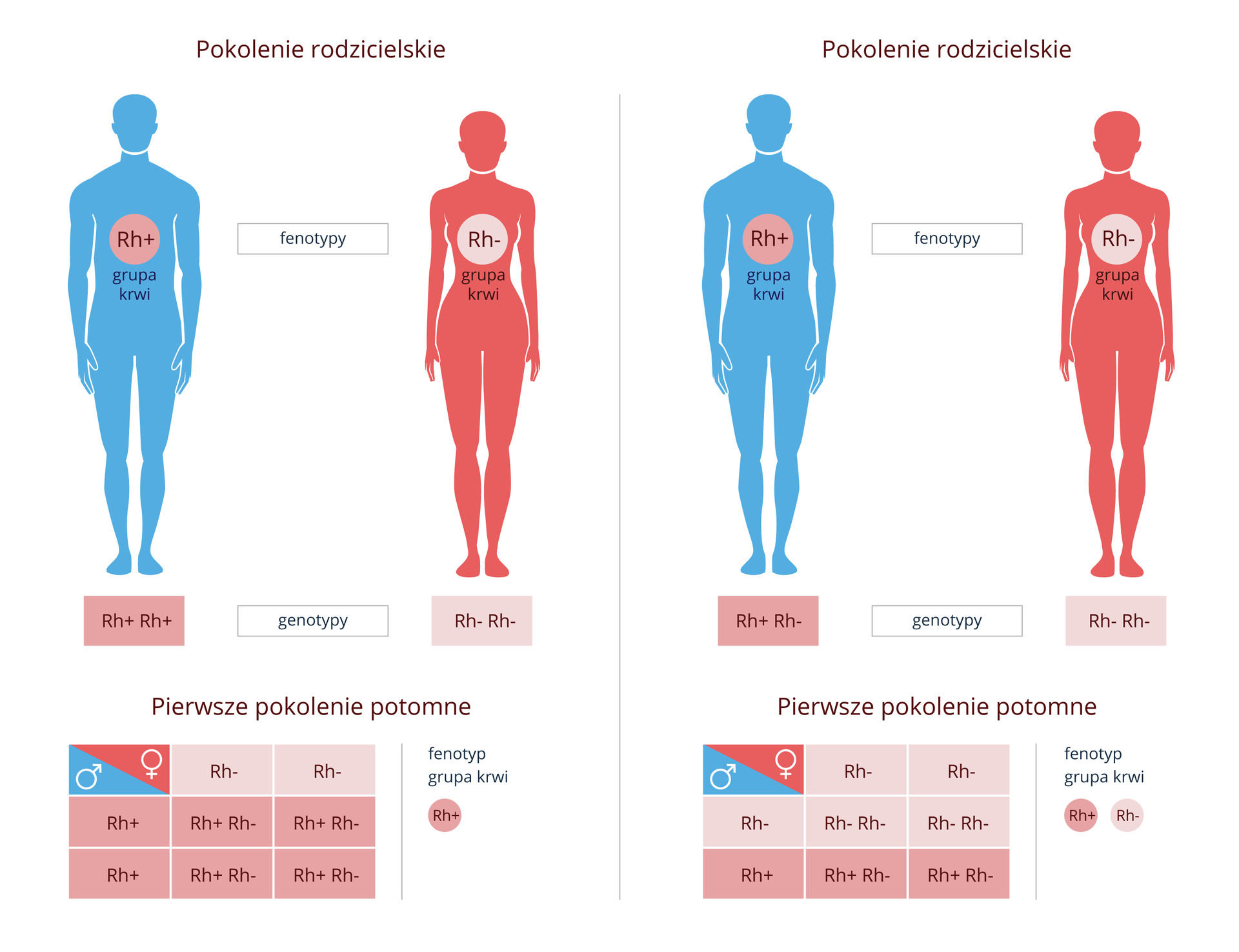 Ilustracja przestawia schemat dziedziczenia czynnika Rh u dwóchpar. Mężczyźni sylwetka błękitna, kobiety różowa. Mężczyzna w pierwszej parze jest homozygotą pod względem czynnika Rh+, kobieta jest homozygotą Rh-. Potomstwo tej pary to heterozygoty o fenotypie Rh+. Mężczyzna w drugiej parze jest heterozygotą o fenotypie Rh+, kobieta homozygotą Rh-. Ich potomstwo w połowie to homozygoty Rh-, w połowie heterozygoty o fenotypie Rh+.