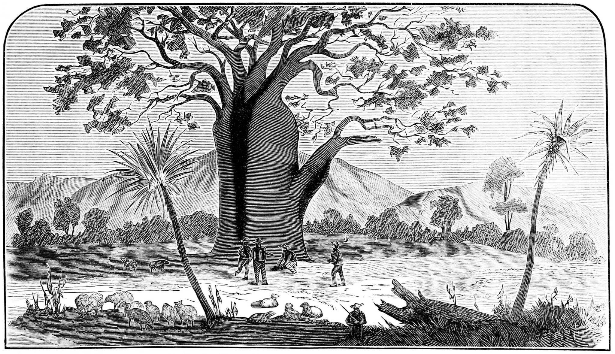 Baobab Baobab Źródło: autor nieznany, 1882–1883, domena publiczna.