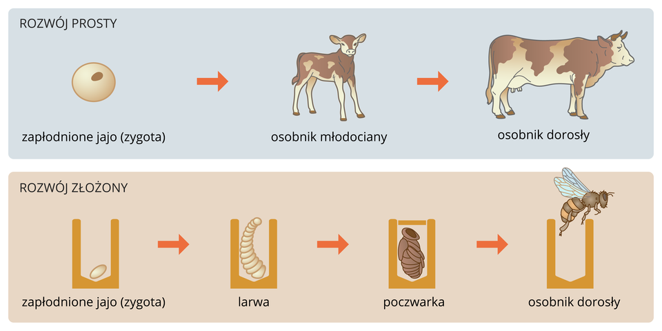 Ilustracja przedstawia porównanie rozwoju prostego i złożonego. Na niebieskim tle u góry ukazano rozwój krowy od zygoty do osobnika dorosłego. Na liliowym tle u dołu przedstawiono rozwój pszczoły w komórce plastra. Od lewej jest zygota, potem biała larwa, następnie brązowa poczwarka. Na końcu dorosła pszczoła wyfruwa z komórki plastra.