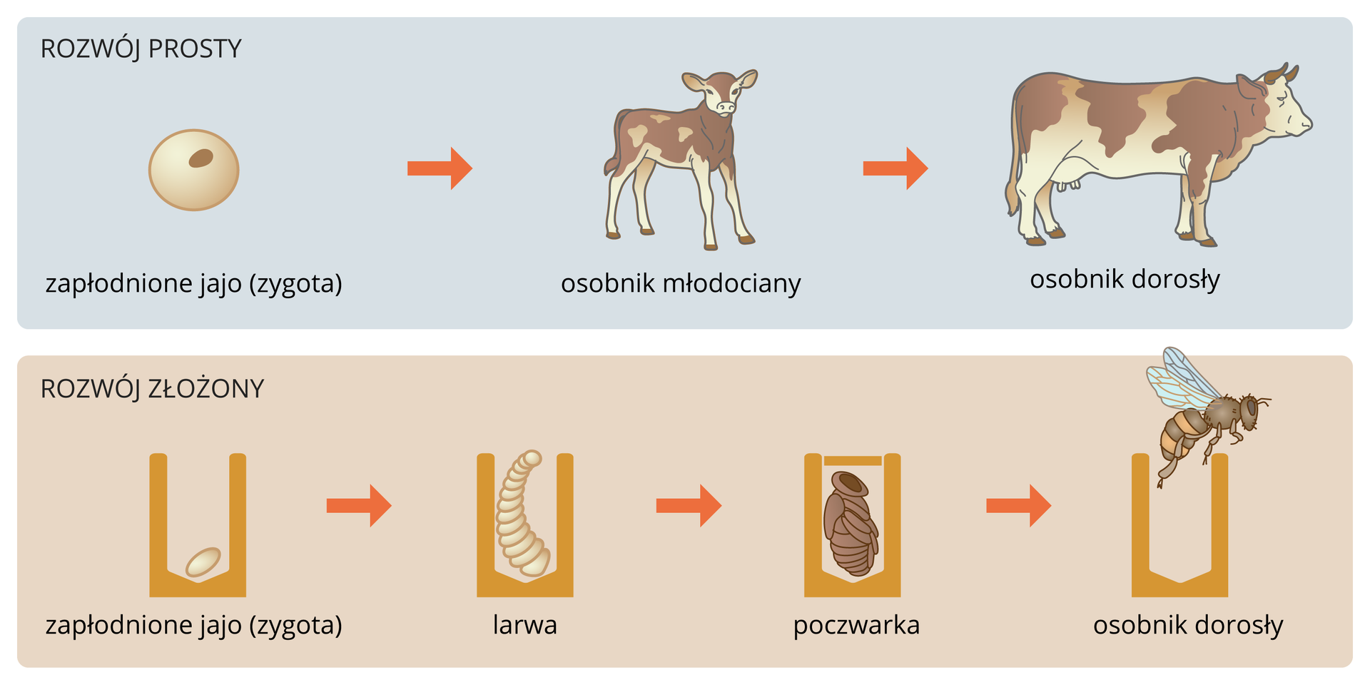 Ilustracja przedstawia porównanie rozwoju prostego i złożonego. Na niebieskim tle u góry ukazano rozwój krowy od zygoty do osobnika dorosłego. Na liliowym tle u dołu przedstawiono rozwój pszczoły w komórce plastra. Od lewej jest zygota, potem biała larwa, następnie brązowa poczwarka. Na końcu dorosła pszczoła wyfruwa z komórki plastra.