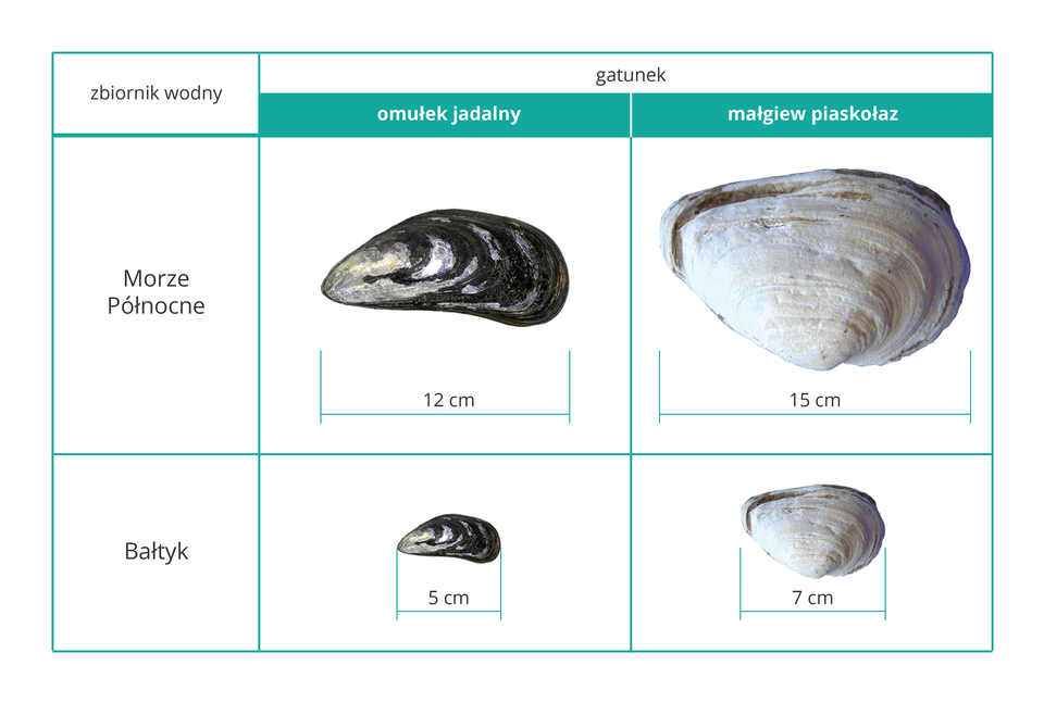 Ilustracja przedstawia cztery fotografie dwóch gatunków małży. Są one ułożone w dwa rzędy po dwie. Rzędy oznaczają dwa akweny: Morze Północne i Bałtyk. Małże są podpisane u góry nazwami gatunkowymi. Mają muszle w różnych kolorach: czarnym i białawym. Pod fotografiami zamieszczono skalę, oznaczającą rozmiar muszli w centymetrach.