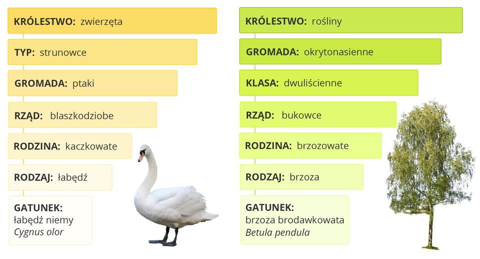 Ilustracja przedstawia dwa pionowo ułożone schematy. W skład schematów wchodzą poziome prostokąty ułożone jeden pod drugim. W każdej pionowej kolumnie znajduje się siedem prostokątów. Na górze kolumny największy prostokąt. Poniżej prostokąty są odpowiednio coraz krótsze. Najkrótszy prostokąt na samym dole kolumny. Lewa kolumna. Na górze największy prostokąt. Wewnątrz informacja: królestwo zwierzęta. Poniżej w prostokącie: typ strunowce. Poniżej w trzecim prostokącie: gromada ptaki. W czwartym prostokącie: rząd blaszkodziobe. W piątym prostokącie: rodzina kaczkowate. W szóstym prostokącie: rodzaj łabędź. Na dole kolumny: gatunek łabędź niemy Cygnus olor. Na prawo zdjęcie stojącego białego łabędzia. Łabędź lewym bokiem do obserwatora. Głowa na długiej szyi. Szyja lekko wygięta w środku. Dziób żółty z czarnym pasem na środku. Krótkie szaroniebieskie nogi. Palce połączone błoną pławną. Na prawo kolumna pionowo ułożonych prostokątów. Na górze największy prostokąt. Wewnątrz informacja: królestwo rośliny. Poniżej w prostokącie: gromada okrytonasienne. Poniżej w trzecim prostokącie: klasa dwuliścienne. W czwartym prostokącie: rząd bukowce. W piątym prostokącie: rodzina brzozowate. W szóstym prostokącie: rodzaj brzoza. Na dole kolumny: gatunek brzoza brodawkowata Betula pendula. Na prawo wizerunek drzewa brzozy. Korona drzewa pokryta zielonymi liśćmi. Pień drzewa pokryty biało szarą korą.
