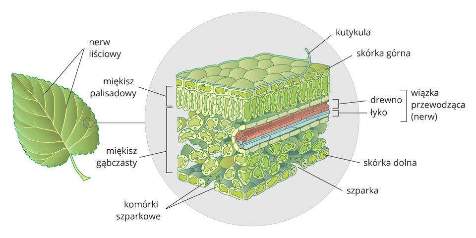 Ilustracja przedstawia zielony liść i powiększenie jego fragmentu na szarym tle. Poszczególne tkanki oznaczono różnymi kolorami i opisano z boku.