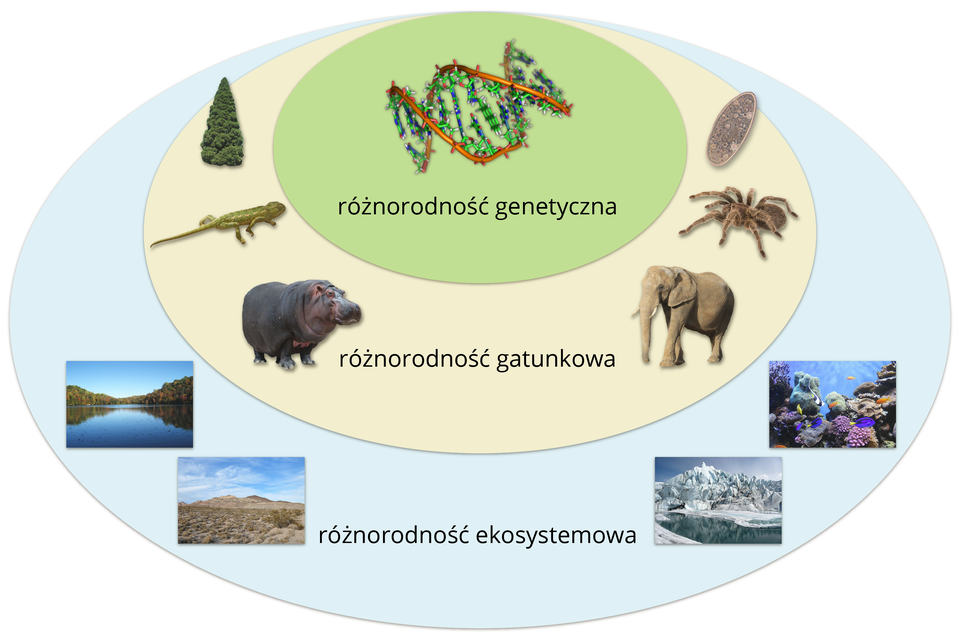 Ilustracja przedstawia trzy owale jeden drugim. Część wspólna dla trzech z podpisem: różnorodność genetyczna jest u góry i przedstawia model DNA. W większym owalu poniżej znajdują się wizerunki różnych organizmów i podpis: różnorodność gatunkowa. Największy owal reprezentuje różnorodność ekosystemową. Znajdują się tu fotografie różnych krajobrazów.