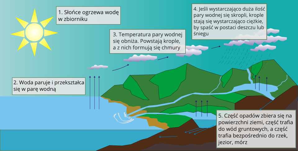 Ilustracja przedstawia obieg wody w przyrodzie. W dolnej części ilustracji widoczny jest zróżnicowany teren oraz zbiorniki wodne. Po prawej stronie teren nizinny, wyżyny i góry. Na górze ilustracji niebo. Po lewej stronie żółte słońce z promieniami skierowanymi w kierunku oceanu. Efekt nagrzanej wody jest przedstawiony na prawo od słońca. Niebieski faliste linie unoszą się od strony powierzchni oceanu w kierunku nieba. Woda paruje. Powyżej białe nierówne owalne obiekty. To para wodna. Krople wody pary wodnej tworzą chmury. Białe chmury narysowane są na prawo od pary wodnej. Para wodna skrapla się. Pod chmurami symboliczne drobne krople deszczu. Para wodna przedstawiona jest też jako opady śniegu nad szczytami gór. Góry pokryte są śniegiem. Poniżej gór znajduje się niebieskie szerokie pasmo. To woda spływająca z wyższych terenów do oceanu. Pozostała część wody zbiera się w zbiorniku wodnym u podnóża gór. Część wody trafia głębiej. Niebieskie strzałki skierowane w dół. Poniżej strzałek zbiornik wody. To zgromadzone wody gruntowe.