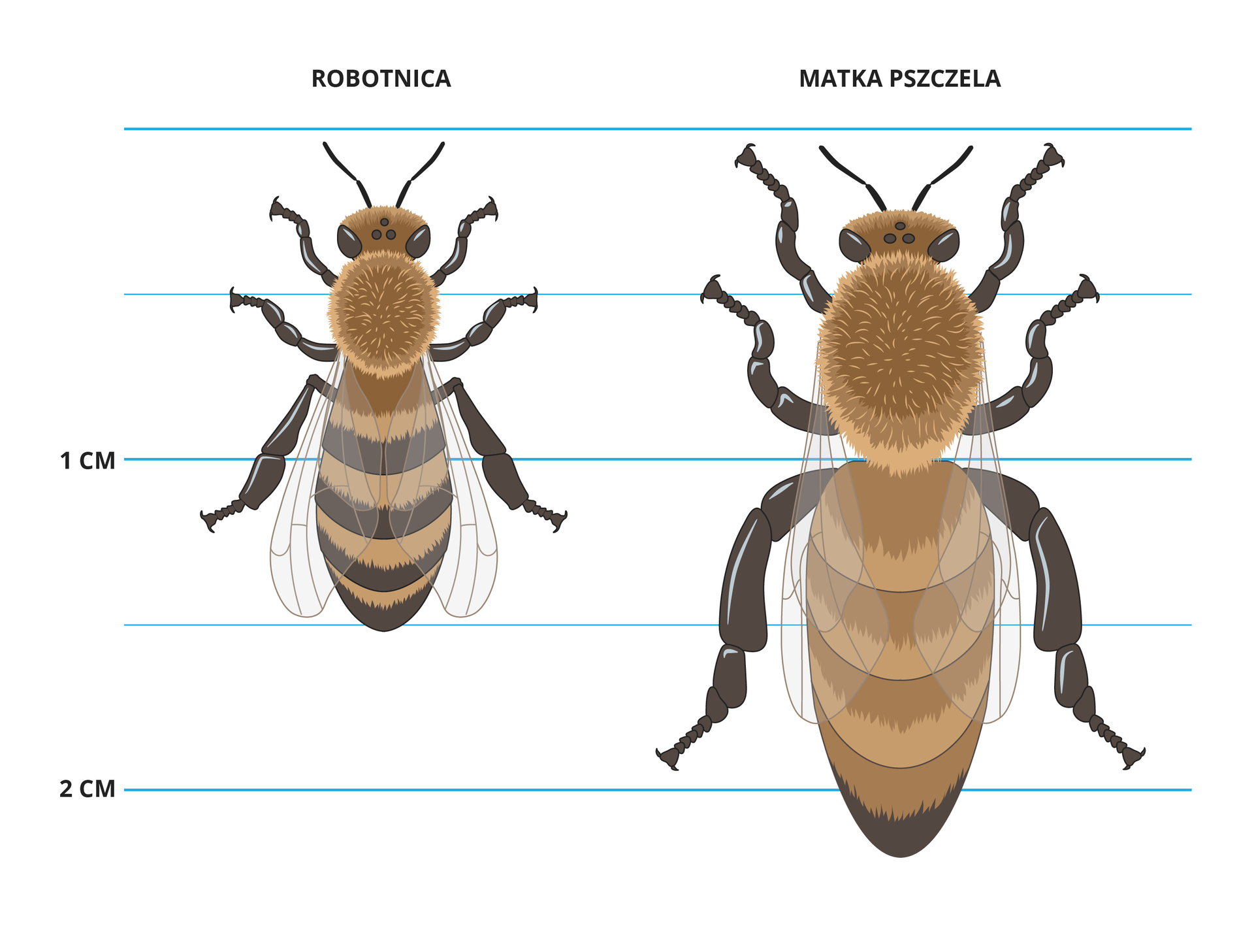 Ilustracja przedstawia pszczołę robotnicę i matkę pszczelą. Matka ma przeszło 2 cm długości, robotnica 1,5 cm.