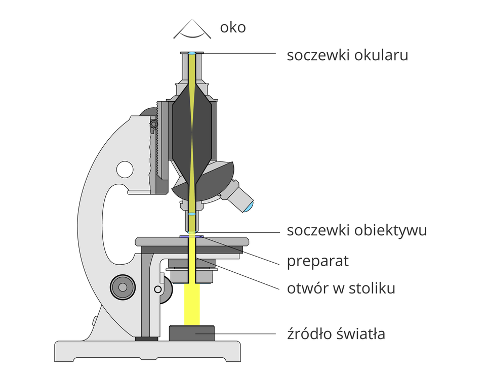 Ilustracja przedstawia przekrój pionowy przez mikroskop. Przez części optyczne w kolorze szarym biegnie żółty pasek, pokazujący drogę światła do ludzkiego oka, znajdującego się nad mikroskopem.