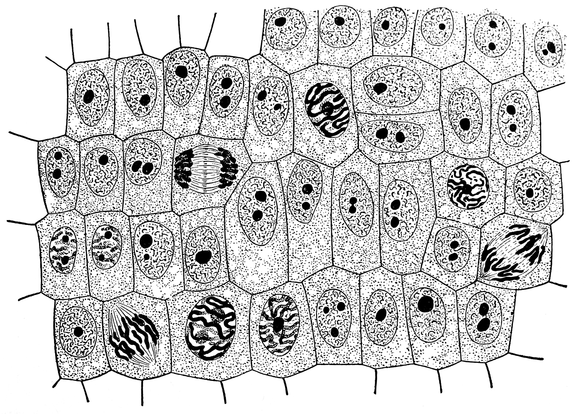Ilustracja przedstawia ściśle ułożone, wielokątne komórki z jądrami. W niektórych uwidoczniono chromosomy w jądrach komórkowych. Kilka komórek jest w trakcie podziału. To tkanka twórcza, której komórki często się dzielą.
