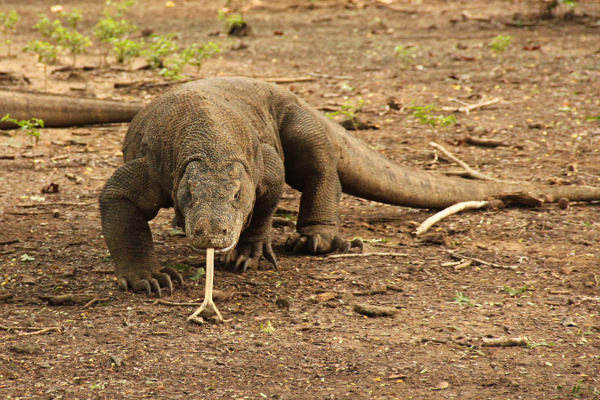 Zdjęcie warana z Komodo. Zwierzę jest jaszczurką mierzącą powyżej dwóch metrów długości, co można poznać, porównując ją do gałęzi obok. Ciało jaszczurki pokrywają łuski w kolorze szarym. Stoi przodem do obserwatora. Z pyska wystaje rozwidlony na końcu różowy język.