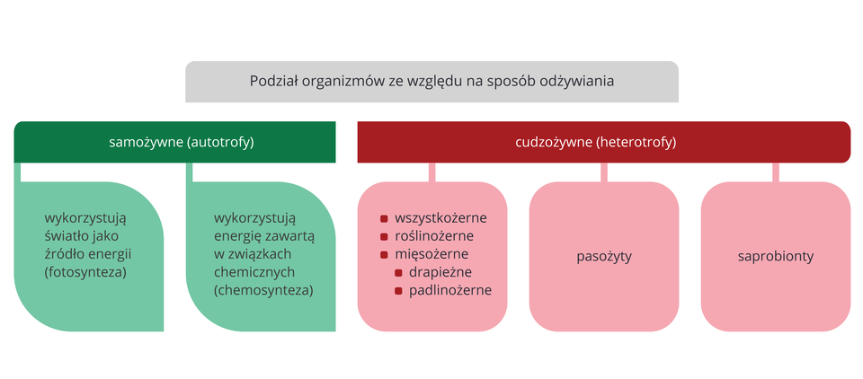 Kolorowy schemat przedstawia sposoby odżywiania się organizmów. U góry siwy poziomy prostokąt. W nim NAPIS: Podział organizmów ze względu na sposób odżywiania. Poniżej dwa poziome prostokąty. Z lewej zielony z napisem: samożywne (autotrofy). Pod nim podział w dwóch jasnozielonych kwadratach: po lewej, NAPIS: wykorzystują światło jako źródło energii (fotosynteza), po prawej NAPIS: wykorzystują energię zawartą w związkach chemicznych (chemosynteza.). Z prawej czerwony prostokąt z napisem: cudzożywne (heterotrofy). Pod nim podział w trzech różowych kwadratach: w pierwszym od lewej NAPIS: od góry: wszystkożerne, roślinożerne, mięsożerne, drapieżne, padlinożerne; w drugim NAPIS: pasożyty, w trzecim NAPIS: saprobionty.