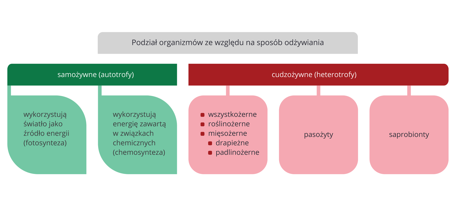 Kolorowy schemat przedstawia sposoby odżywiania się organizmów. U góry siwy poziomy prostokąt. W nim NAPIS: Podział organizmów ze względu na sposób odżywiania. Poniżej dwa poziome prostokąty. Z lewej zielony z napisem: samożywne (autotrofy). Pod nim podział w dwóch jasnozielonych kwadratach: po lewej, NAPIS: wykorzystują światło jako źródło energii (fotosynteza), po prawej NAPIS: wykorzystują energię zawartą w związkach chemicznych (chemosynteza.). Z prawej czerwony prostokąt z napisem: cudzożywne (heterotrofy). Pod nim podział w trzech różowych kwadratach: w pierwszym od lewej NAPIS: od góry: wszystkożerne, roślinożerne, mięsożerne, drapieżne, padlinożerne; w drugim NAPIS: pasożyty, w trzecim NAPIS: saprobionty.