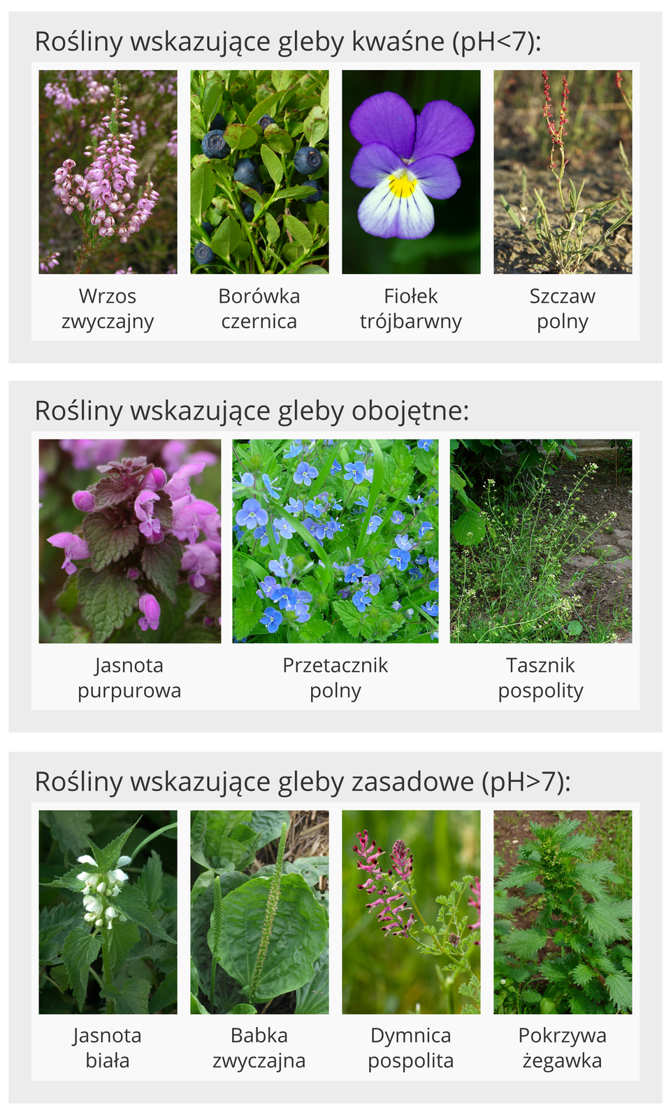 Przykłady roślin wskaźnikowych gleb o różnej kwasowości