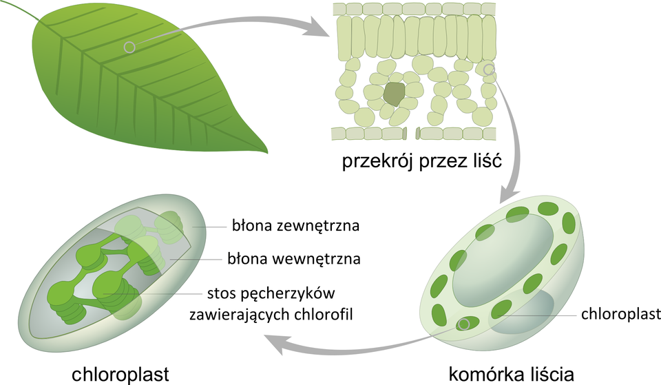 Ilustracja przedstawia cztery rysunki, wyjaśniające, gdzie odbywa się fotosynteza. Pierwszy z lewej to zielony liść. Szara strzałka w prawo prowadzi do powiększonego przekroju przez liść. Strzałka w dół wskazuje komórkę liścia: biało - szarą półkulę z zielonymi plamkami. Oznaczają one chloroplasty. Strzałka w lewo wskazuje bardzo powiększony, owalny chloroplast, otoczony dwoma błonami. Wewnątrz niego znajdują się zielone stosy pęcherzyków, zawierających chlorofil.