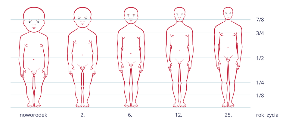 Ilustracja przedstawia zarysy zmieniającej się sylwetki człowieka od narodzin do dorosłości. Na osi X podpisane lata. Linie poziome wskazują proporcje ciała, wyrażone ułamkami. W miarę dorastania zmieniają się proporcje wielkości głowy w stosunku do długości ciała.