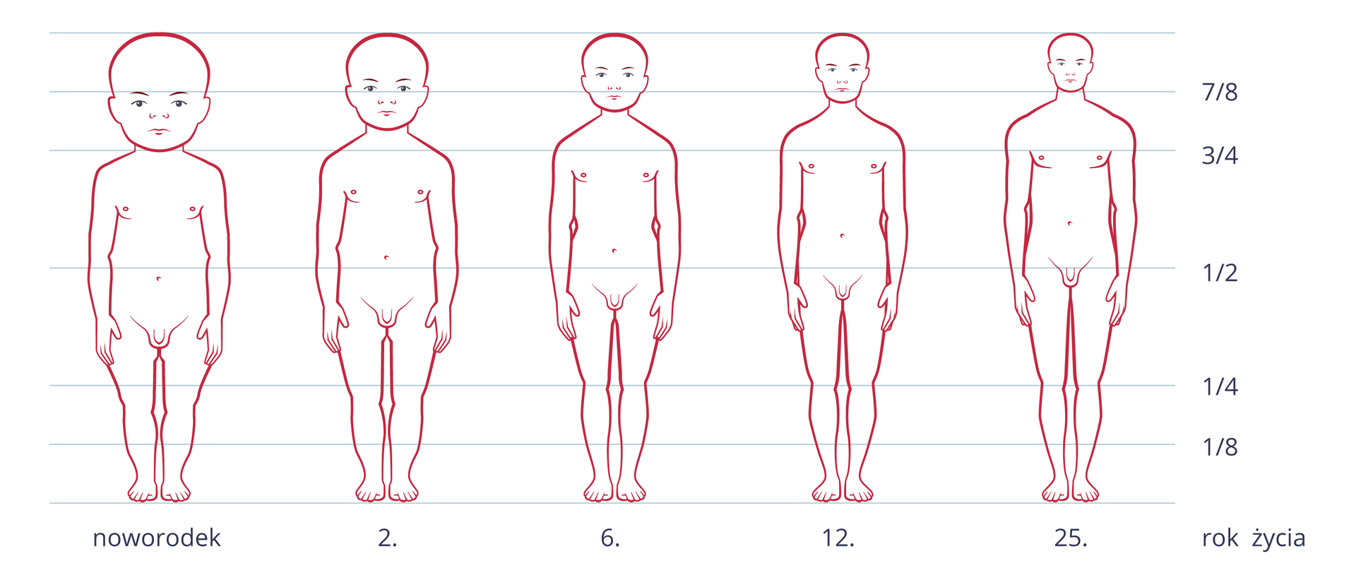 Ilustracja przedstawia zarysy zmieniającej się sylwetki człowieka od narodzin do dorosłości. Na osi X podpisane lata. Linie poziome wskazują proporcje ciała, wyrażone ułamkami. W miarę dorastania zmieniają się proporcje wielkości głowy w stosunku do długości ciała.