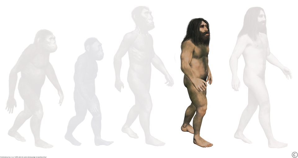 Homo neanderthalensis Homo neanderthalensis Źródło: Contentplus.pl sp. z o.o., Sol90, tylko do użytku edukacyjnego na epodreczniki.pl.