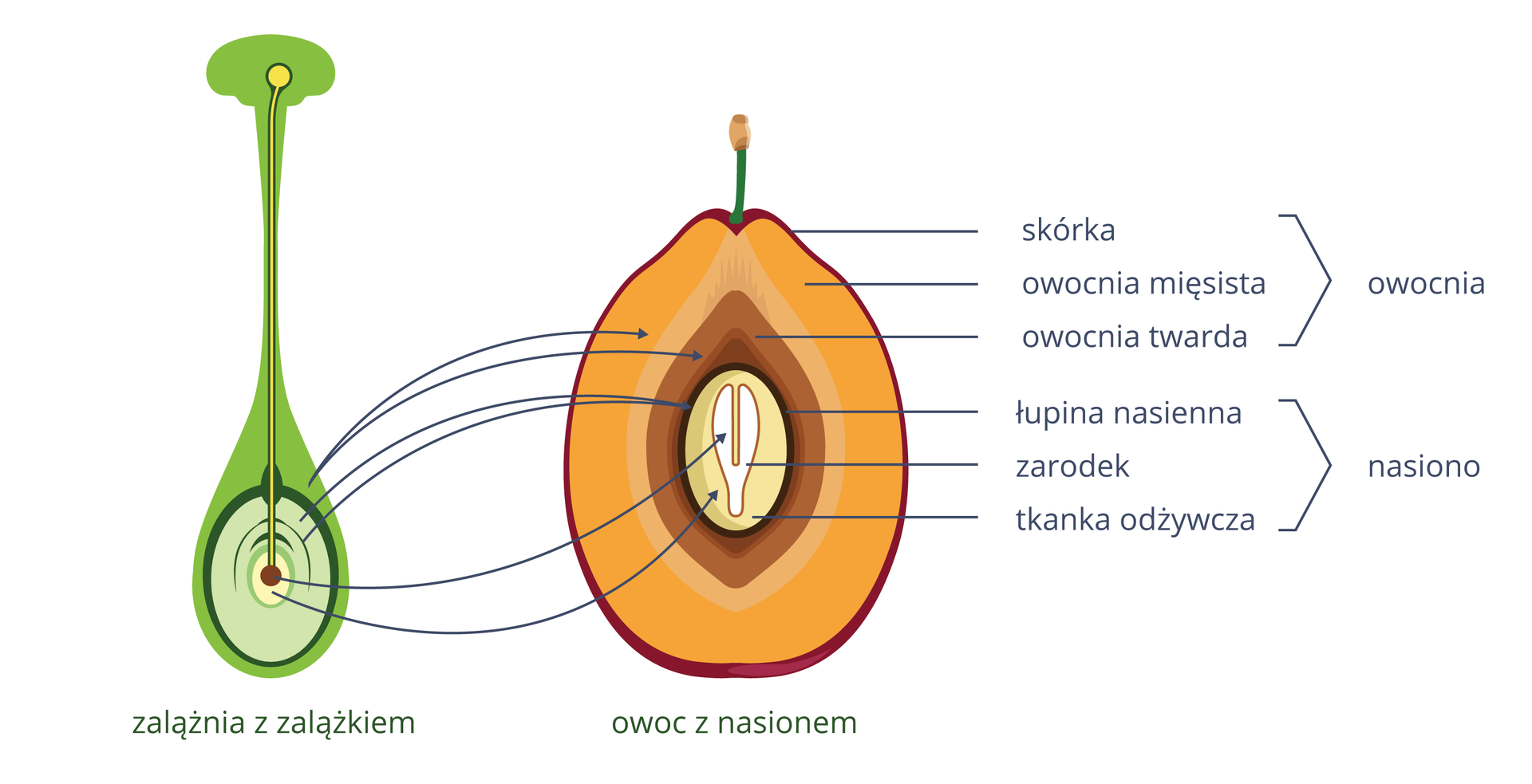 Ilustracja przedstawia po lewej zielono szarą zalążnię, po prawej żółto brązowy owoc. Na zalążni u góry leży żółte ziarno pyłku, wrastające w głąb. Odpowiadające sobie części połączono strzałkami. Opisy z boku.
