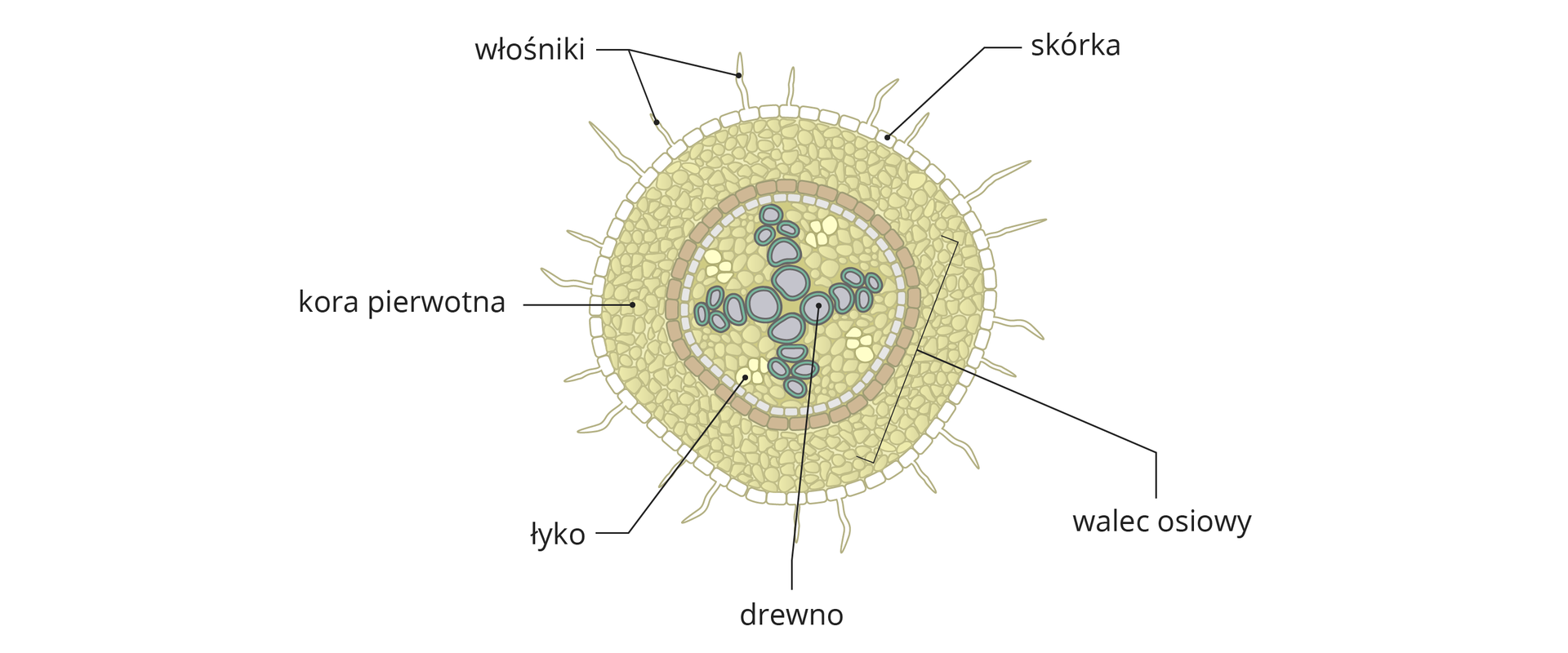 Ilustracja przedstawia wiele różnobarwnych komórek, ułożonych koliście. Na zewnątrz są białe komórki skórki. Niektóre z nich są wydłużone – to włośniki. Pod nimi znajdują się beżowe komórki miękiszowe, czyli kora pierwotna. W centrum znajdują się jaśniejsze komórki łyka i większe, niebieskie komórki drewna.