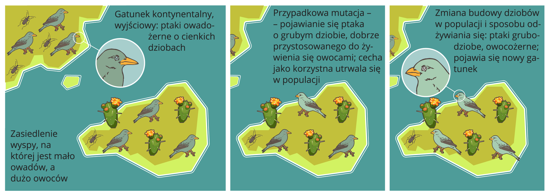 Gatunek kontynentalny, wyjściowy: ptaki owadożerne o cienkich dziobach. Zasiedlenie wyspy, na której jest mało owadów, a dużo owoców. Przypadkowa mutacja – pojawianie się ptaka o grubym dziobie, dobrze przystosowanego do żywienia się owocami; cecha jako korzystna utrwala się w populacji. Zmiana budowy dziobów w populacji i sposobu odżywiania się: ptaki grubodziobe , owocożerne; pojawia się nowy gatunek.