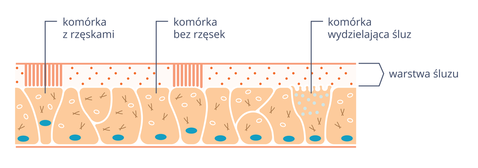 Ilustracja przedstawia nieregularne różowe komórki nabłonka oddechowego z niebieskimi jądrami. Na nich kropkowana warstwa śluzu. Z prawej komórka z jaśniejszymi pęcherzykami, opisana jako komórka produkująca śluz. Niektóre komórki są bez pionowych rzęsek, inne mają rzęski.