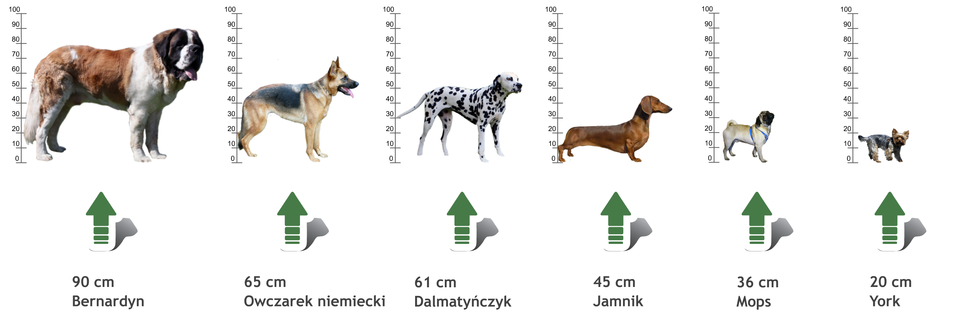 Rysunek psów różnych ras, których wysokości porównano z osią od 0 do 100. Wysokości psów: Bernardyn - 90 centymetrów, Owczarek niemiecki - 65 centymetrów, Dalmatyńczyk - 61 centymetrów, Jamnik - 45 centymetrów, Mops - 36 centymetrów, York - 20 centymetrów.