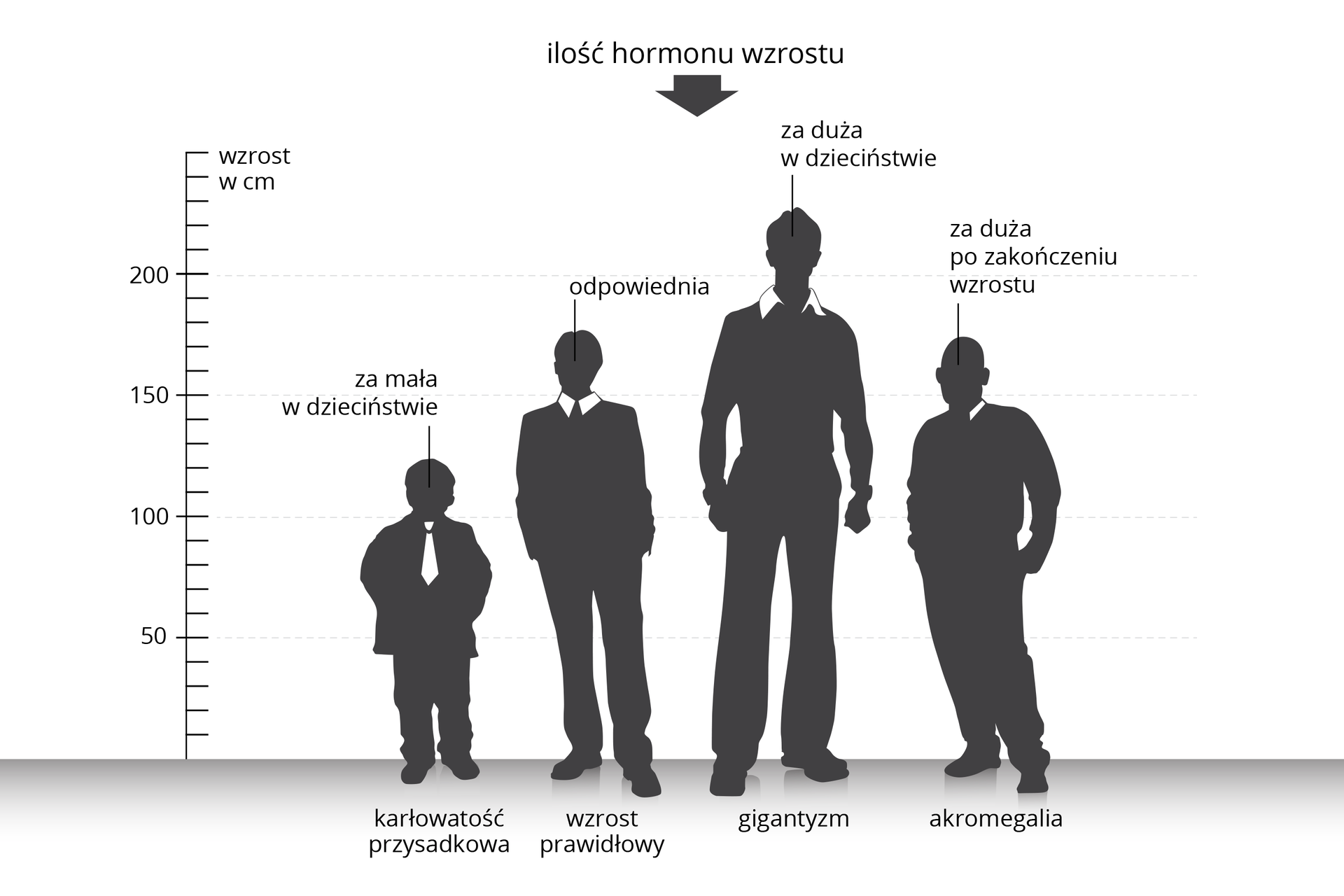 Ilustracja przedstawia porównanie proporcji sylwetki ludzkiej pod wpływem hormonu wzrostu. Na osi X stoją cztery szare postacie mężczyzn. Na osi Y zaznaczono podziałkę wzrostu w centymetrach. Pierwsza postać jest niska. Za mała ilość hormonu wzrostu w dzieciństwie spowodowała karłowatość przysadkowatą. Drugi od lewej to mężczyzna o prawidłowym wzroście. Ilość hormonu w okresie wzrostu była odpowiednia. Trzeci mężczyzna, najwyższy z nich, poddany został w dzieciństwie działaniu za dużej ilości hormonu wzrostu. Cierpi na gigantyzm. U ostatniej z sylwetek wystąpiła akromegalia, gdy u osób dorosłych po zakończeniu wzrostu jest zbyt duża ilość hormonu wzrostu.