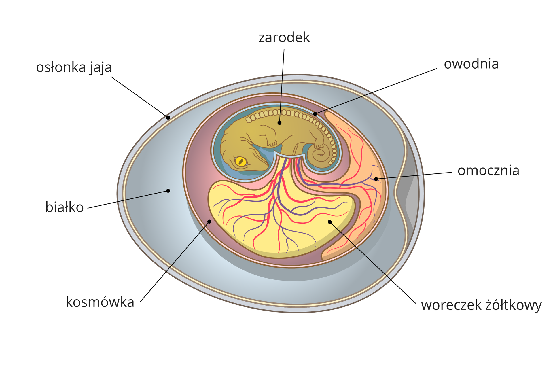 Ilustracja przedstawia poziomo błękitne jajo krokodyla, opisane: osłonka i białko. Wewnątrz liliowa kosmówka, beżowy woreczek żółtkowy i różowa omocznia. Na nich znajdują się czerwone i fioletowe, rozgałęzione naczynia krwionośne. U góry w niebieskiej owodni zwinięty lekko w dół oliwkowy zarodek z żółtym okiem i sznurem kostek, oznaczających kręgosłup. W okolicy brzucha zarodek łączy się z żółtkiem i omocznią.