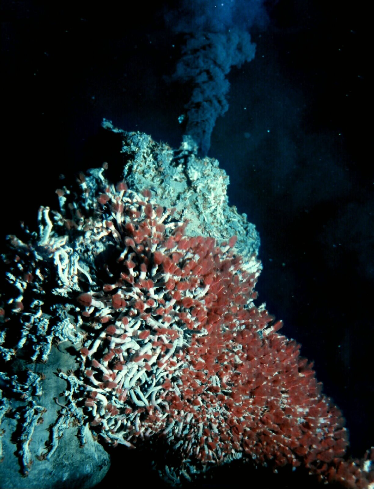 Zdjęcie przedstawia komin hydrotermalny na dnie oceanu. Na pierwszym planie niebieskawo-czerwone rurki porastające skałę. To rurkoczułkowiec na dnie Oceanu Spokojnego. Cała skała pokryta setkami czułek w kształcie rurek. Na drugim planie, za skałą, komin gorącej wody. Komin to tysiące bąbelków wypełnionych gazami, które unoszą się pionowo w górę pod wysokim ciśnieniem.