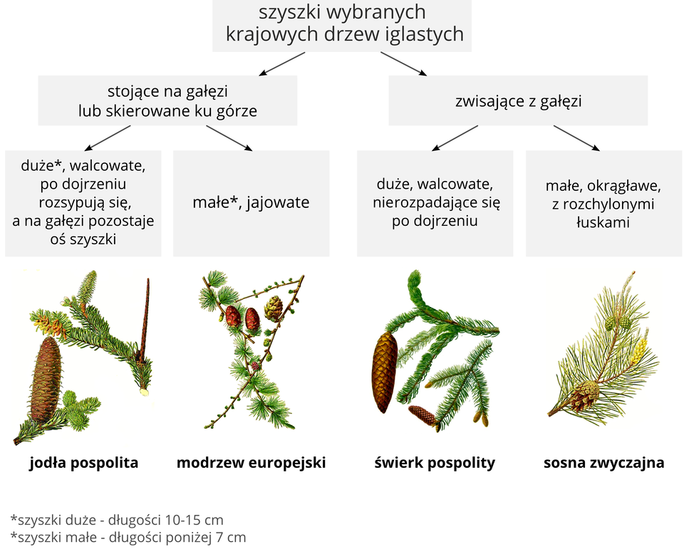 Ilustracja przedstawia sposób rozpoznawania gatunków drzew iglastych po szyszkach w formie szarych prostokątów i czterech rysunków gałązek z szyszkami. Od góry w pierwszym prostokącie napis: szyszki wybranych krajowych drzew iglastych. Od niego strzałki prowadzą do dwóch prostokątów z opisem umiejscowienia szyszek. W prostokącie po lewej napis: stojące na gałęzi lub skierowane ku górze. Od niego strzałki w dół do dwóch prostokątów z opisami dojrzałych szyszek. W pierwszym opis: duże, walcowate, po dojrzeniu rozsypują się, a na gałęzi zostaje oś szyszki. Pod spodem rysunek dwóch ulistnionych gałązek jodły pospolitej: jedna z grubą, kosmatą szyszką, druga z osią szyszki. W drugim prostokącie opis: małe, jajowate. Pod spodem rysunek ulistnionej gałązki modrzewia europejskiego z trzema brązowymi szyszeczkami. Prostokąt wyżej po prawej ma napis: zwisające z gałęzi. Od niego strzałki w dół do dwóch prostokątów. W pierwszym opis: duże, walcowate, nie rozpadają się po dojrzeniu. Poniżej rysunek dwóch gałęzi świerka pospolitego. Z jednej zwisa duża, brązowa, gładka szyszka, na drugiej widoczne małe szyszki. W drugim prostokącie opis: małe, okrągławe, z rozchylonymi łuskami. Pod spodem rysunek gałązki sosny zwyczajnej z jedną większą, jasno brązową szyszką i dwoma małymi, zielonymi.