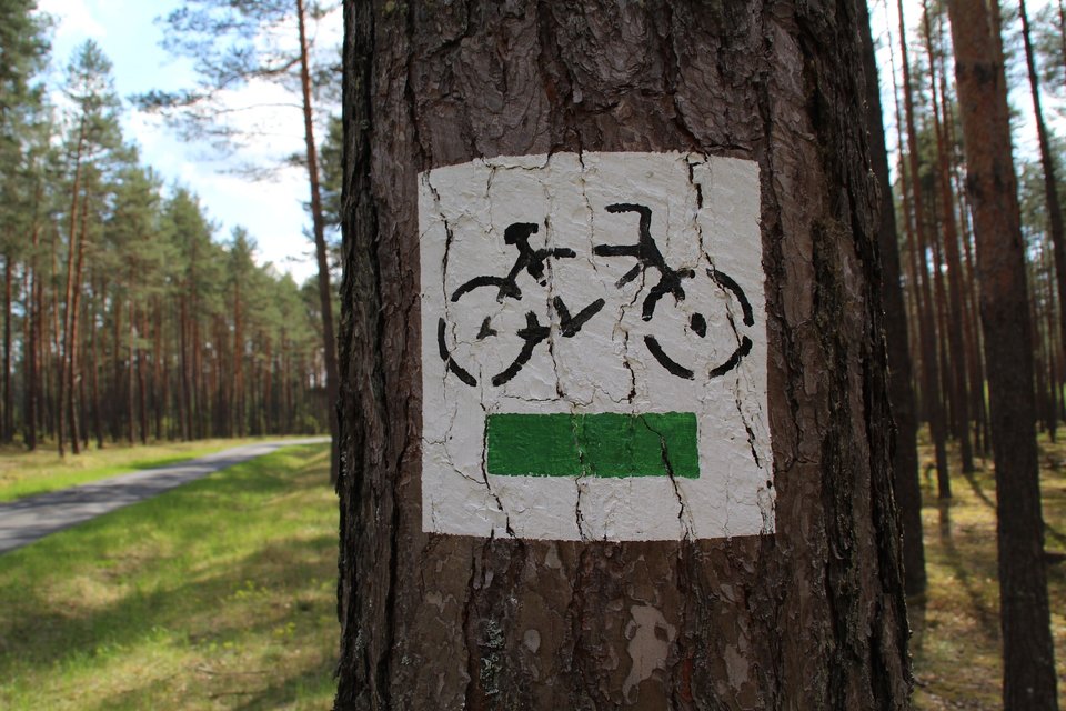 na zdjeciu widac pień drzewa, na którym widnieje biały prostokąt z namalowanym rowerem a pod nim zielonym pasem (znak szlaku rowerowego)