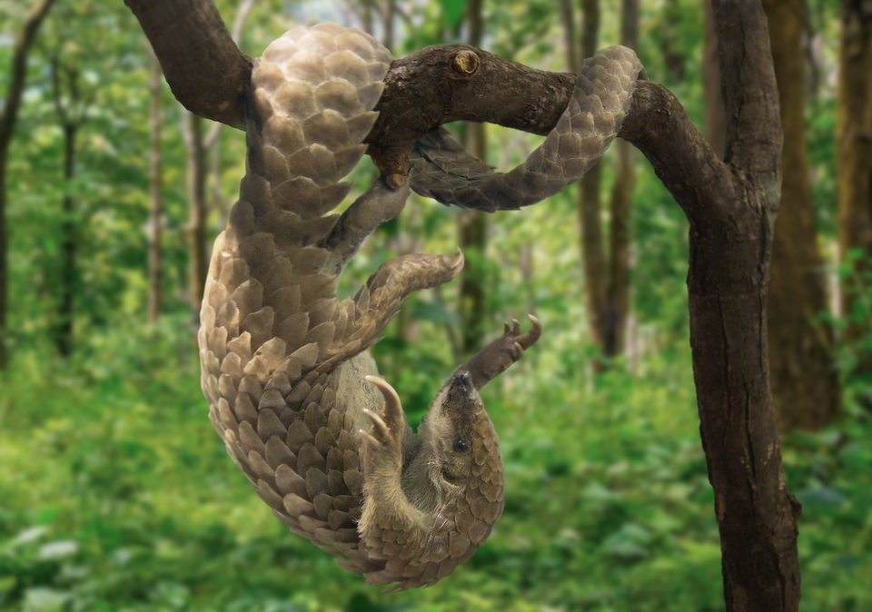 Fotografia przedstawia wnętrze lasu. Z prawej ciemnobrązowy pień, od niego w lewo konar. Wisi na nim do góry nogami brązowy pangolin. Całe ciało ma pokryte dużymi łuskami. Jego gruby i długi ogon jest okręcony wokół konaru. Kończyny w prawo, z długimi pazurami. Trójkątna głowa na dole fotografii, zwrócona ku górze.