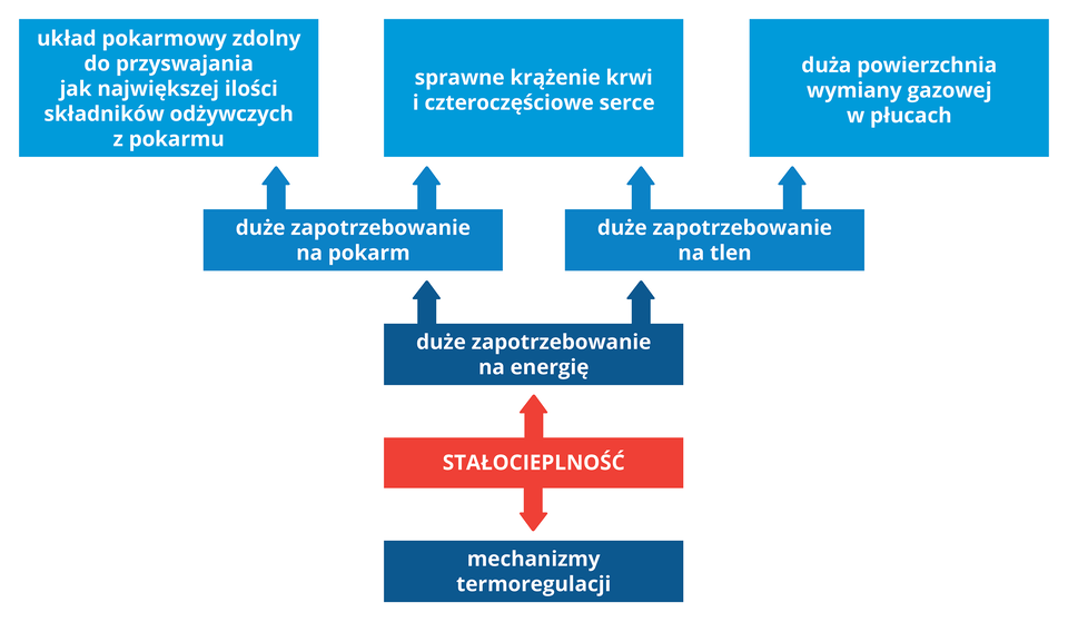 Ilustracja przedstawia schematycznie warunki uzyskania stałocieplności, złożony z siedmiu niebieskich i jednego czerwonego prostokąta z napisem: stałocieplność. Od niego strzałka w dół do prostokąta z napisem: mechanizmy termoregulacji. Strzałka w górę do prostokąta z napisem: duże zapotrzebowanie na energię. Od niego dwie strzałki w górę. Lewa do prostokąta z napisem: duże zapotrzebowanie na pokarm. Prawa do prostokąta z napisem: duże zapotrzebowanie na tlen. W górnym rzędzie obok siebie 3 prostokąty. Prowadzą do nich cztery strzałki od prostokątów poniżej (pokarm i tlen). W prostokącie z lewej napis: układ pokarmowy zdolny do przyswajania jak największej ilości składników odżywczych z pokarmu. W środkowym: sprawne krążenie krwi i czteroczęściowe serce. Po prawej: duża powierzchnia wymiany gazowej w płucach.