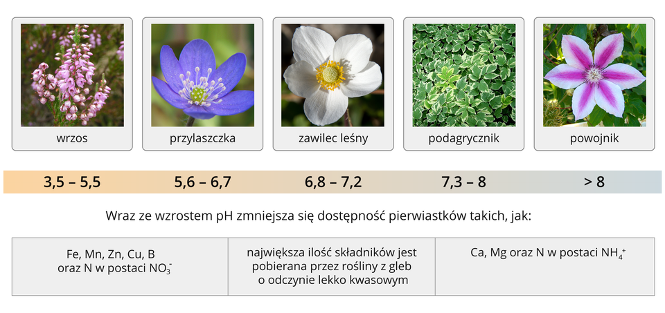 Odczyn gleby a rośliny wskaźnikowe