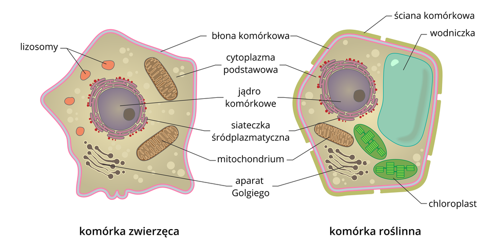 Ilustracja przedstawia porównanie budowy komórki roślinnej i zwierzącej. W komórkach są wrysowane i podpisane organella komórkowe.