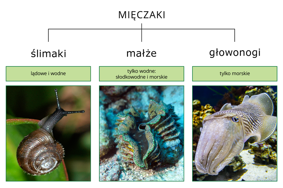 Ilustracja przedstawia schematycznie podział mięczaków na trzy gromady. Są one opisane i opatrzone fotografiami przedstawicieli. Od lewej czarny ślimak z brązową muszlą. W środku otwarta, falbaniasta, turkusowa muszla małża. Z prawej szary w paski i cętki głowonóg.