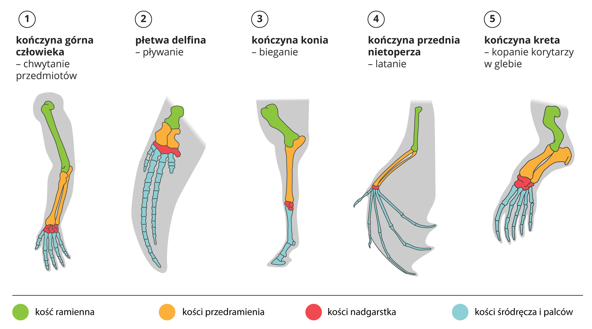 Ilustracja przedstawia schematyczne rysunki narządów o wspólnym pochodzeniu, pełniących różne funkcje. Są to kończyny przednie, przedstawione jako szare sylwetki. W nich znajdują się kości w różnych kolorach. Kość ramienna jest zielona, kości przedramienia żółte, kości nadgarstka czerwone a kości śródręcza i palców niebieskie. U człowieka ręka służy do chwytania przedmiotów; u delina płetwa do pływania; u konia do biegania. Kończyna przednia nietoperza służy do latania, a kreta – do kopania.