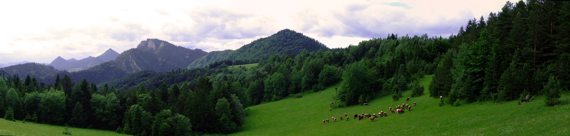 Fotografia ukazująca Pieniny, widać góry o zaokrąglonych wierzchołkach i łagodnych stokach, u podstawy których są lasy, łąki i pastwiska