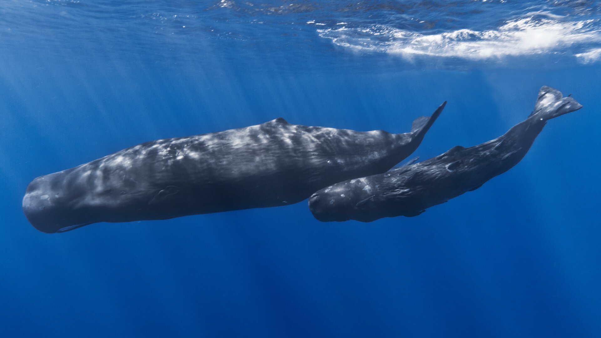 Fotografia prezentuje dwa płynące jeden pod drugim ssaki morskie – kaszaloty. Kaszaloty są całkowicie zanurzone w niebieskich wodach oceanu. Dorosły kaszalot ma długą prostokątna głowę i ciało zakończone potężną poziomą płetwą ogonową. Płetwy piersiowe małe, a płetwy grzbietowej brak. Kolor ciała ciemnoszary. Poniżej płynie młody kaszalot. Różni się od dorosłego rozmiarami, ale nie kształtem ciała.