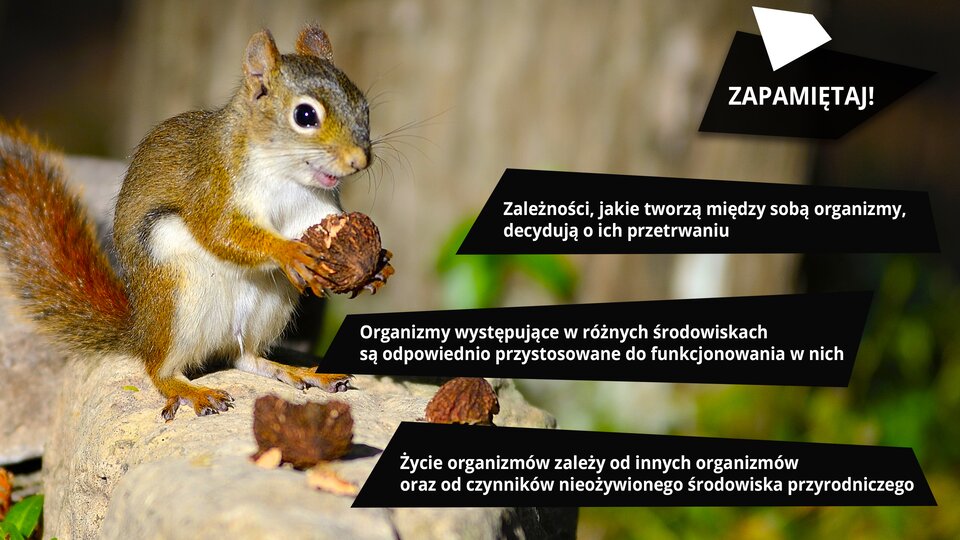 Pierwsza ilustracja przedstawia wiewiórkę o lśniącej brązowo-białej sierści trzymającą łupinę orzecha laskowego. Po prawej stronie, na zamazanym tle, umieszczony został napis wykonany białą czcionką, wielkimi literami: „ZAPAMIĘTAJ”. Na tle czarnych grafik napisano białą czcionką małymi literami trzy ważne informacje: 1.Zależności, jakie tworzą między sobą organizmy, decydują o ich przetrwaniu. 2. Organizmy występujące w różnych środowiskach są odpowiednio przystosowane do funkcjonowania w nich. 3. Życie organizmów zależy od innych organizmów, oraz od czynników nieożywionego środowiska przyrodniczego.